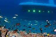 Maui Underwater Submarine Adventure thumbnail 4