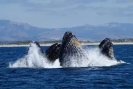 Monterey Whale Watching Tour thumbnail 4