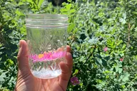 Albuquerque Flower Essence Creation Workshop thumbnail 5