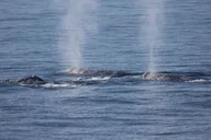 San Diego Whale Watching Cruise thumbnail 6
