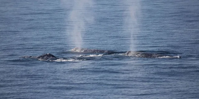 San Diego Whale Watching Cruise - Image 6