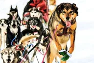 Knik Dog Sledding Tour thumbnail 3