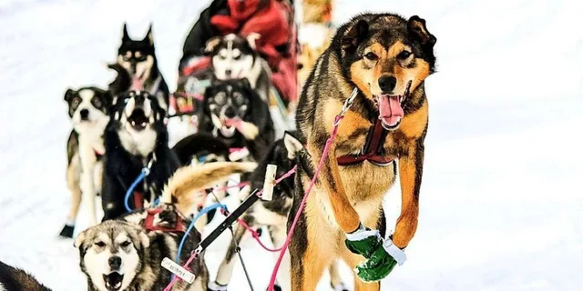 Knik Dog Sledding Tour - Image 3