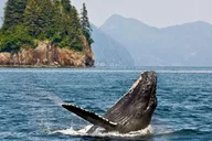 Anchorage Kenai Fjords & Denali National Park Tour 5 Days thumbnail 3