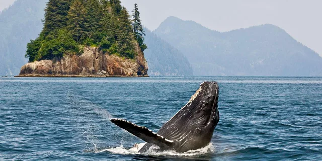 Anchorage Kenai Fjords & Denali National Park Tour 5 Days - Image 3