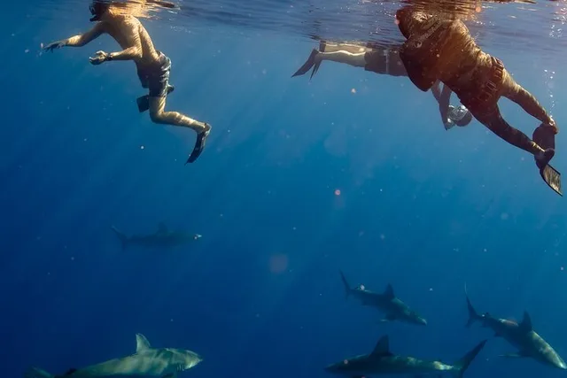 Oahu Shark Dive - Image 5