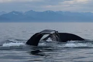 Juneau Whale Watching Tour 3.5 Hours thumbnail 4
