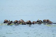 Monterey Bay Wildlife Safari Boat Tour thumbnail 3