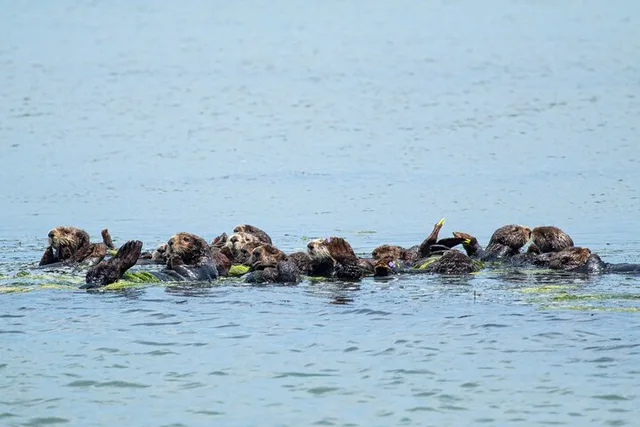 Monterey Bay Wildlife Safari Boat Tour - Image 3