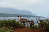 Kauai North Shore Private Tour thumbnail 4