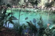 Orlando Manatee Discovery Kayak Tour thumbnail 2
