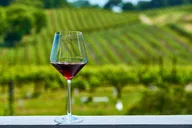 Portland Willamette Valley Wine Tour 8 hr thumbnail 3