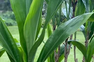 Maui Ti Leaf Bracelet Craft Class thumbnail 5
