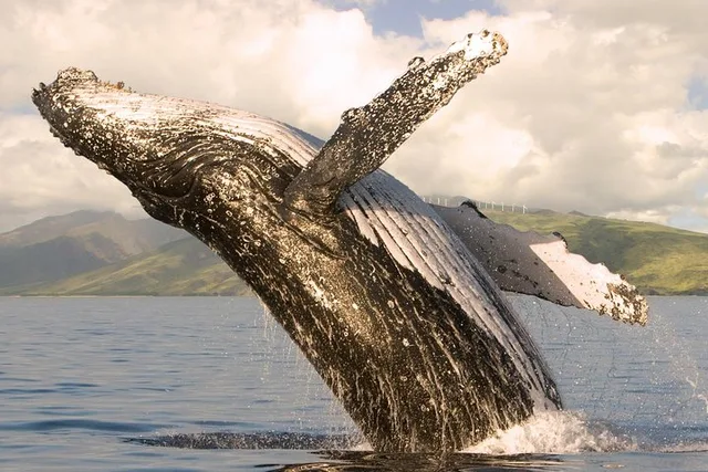 Maui Whale Watching Sail - Image 1