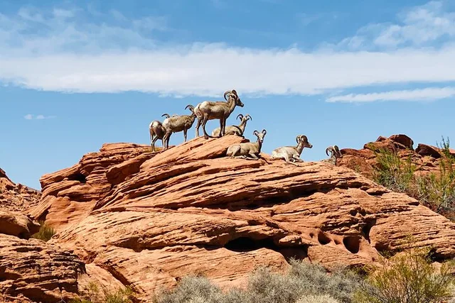 Las Vegas Valley of Fire Guided Tour - Image 5