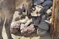 Oatman Route 66 Combo Tour 6 hr thumbnail 2