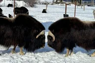 Anchorage Wildlife Conservation Center and Portage Valley Tour thumbnail 6