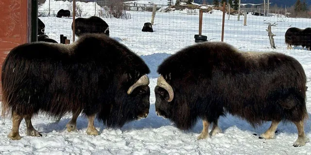 Anchorage Wildlife Conservation Center and Portage Valley Tour - Image 6