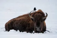 Yellowstone Wildlife Photography Tour 5 hr thumbnail 2