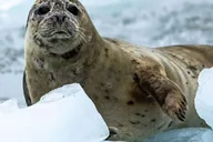 Seward Kenai Fjords Glacier Dinner Cruise 6 hr thumbnail 5