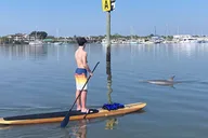 St. Augustine Dolphin and Manatee Paddle Tour 2 hr thumbnail 4