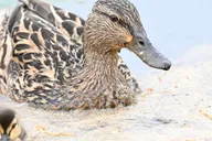 Washington DC Wildlife Photography Tour thumbnail 4