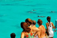 Key West Dolphin Watching and Snorkeling Cruise thumbnail 5