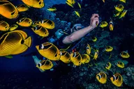 Lanai Cathedral Scuba Dive Via Boat thumbnail 2