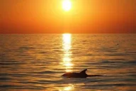 Panama City Beach Sunset Dolphin Catamaran Sail thumbnail 5
