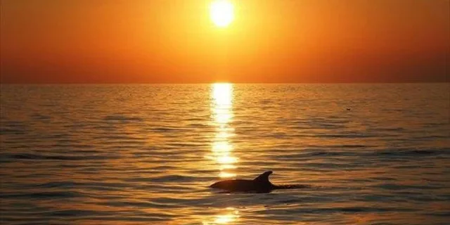 Panama City Beach Sunset Dolphin Catamaran Sail - Image 5