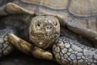 Weston Everglades Reptile Exhibit and Airboat Tour thumbnail 2
