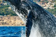 Newport Beach Whale Watching Tour 2 hr thumbnail 4
