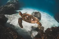 Maui Catamaran Snorkel with Turtles & Tacos thumbnail 4