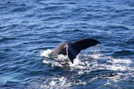 Boston Cape Cod Day Tour thumbnail 1