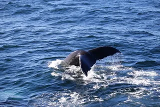 Boston Cape Cod Day Tour