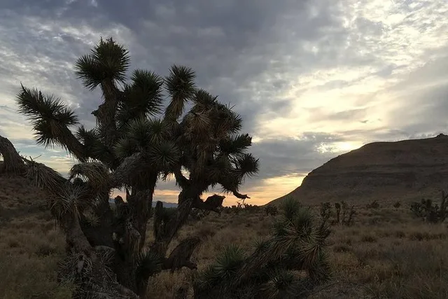 Las Vegas Horseback Ride and BBQ Dinner at Sunset - Image 3