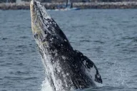 Dana Point Whale and Dolphin Watching Tour 2 hr thumbnail 3