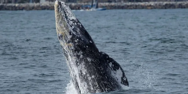 Dana Point Whale and Dolphin Watching Tour 2 hr - Image 3