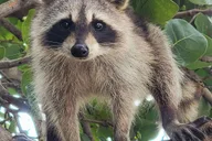 Miami Biscayne Bay Island and Nature Tour 4 hr thumbnail 1