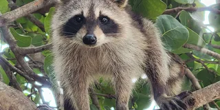 Miami Biscayne Bay Island and Nature Tour 4 hr