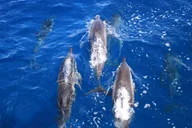 Maui Lanai Snorkel and Dolphin Watch 5 hr thumbnail 6