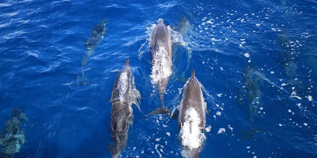 Maui Lanai Snorkel and Dolphin Watch 5 hr - Image 6
