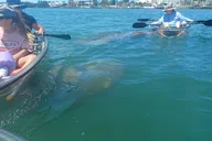 Anna Maria Island Clear Kayak Tour thumbnail 6