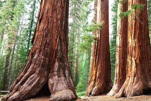 Sequoia Park Private Tour - Image 2