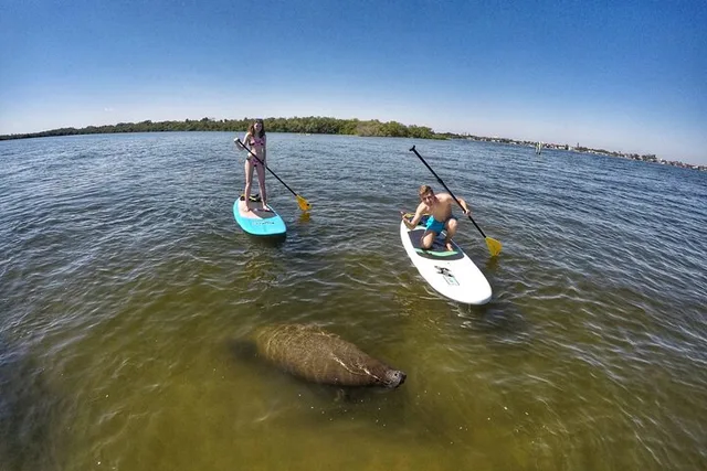 Jupiter Paddle Boarding Eco Adventure - Image 4