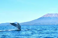Sitka Whale Watching and Marine Wildlife Excursion 2 hr thumbnail 4