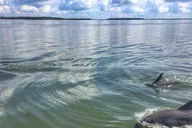 Hilton Head Dolphin Tour with Sunset & Fireworks thumbnail 2