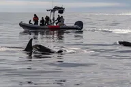 San Diego Whale and Dolphin Watching Speedboat Tour thumbnail 2
