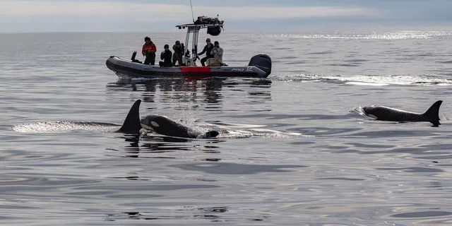 San Diego Whale and Dolphin Watching Speedboat Tour - Image 2