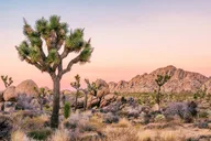 Palm Springs and Joshua Tree Self-Guided Audio Tour thumbnail 5